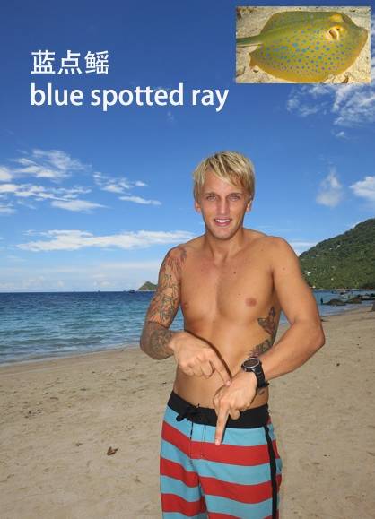 各种鱼的手势,海鱼表示动作词语