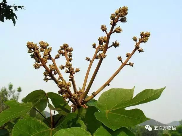 真正的梧桐树有梧桐果吗,真正的梧桐长什么样