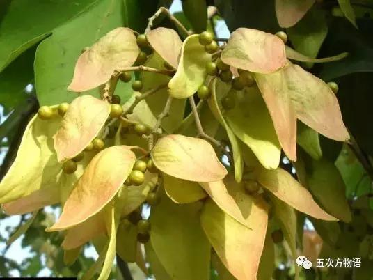真正的梧桐树有梧桐果吗,真正的梧桐长什么样