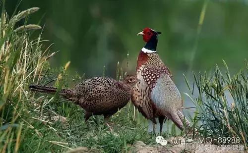 动物百科视频大全40分钟,动物百科第一期鸟类