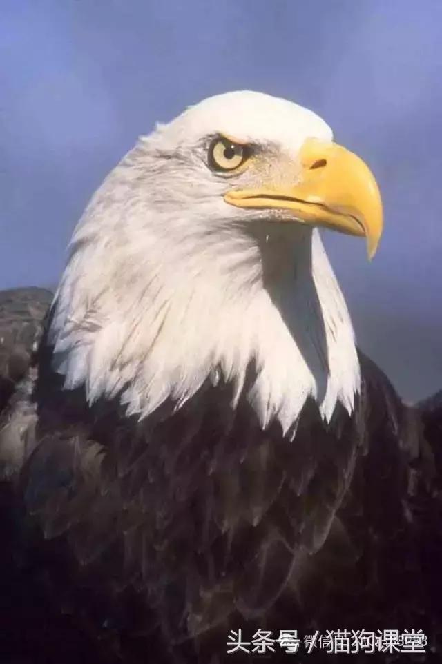 动物百科视频大全40分钟,动物百科第一期鸟类