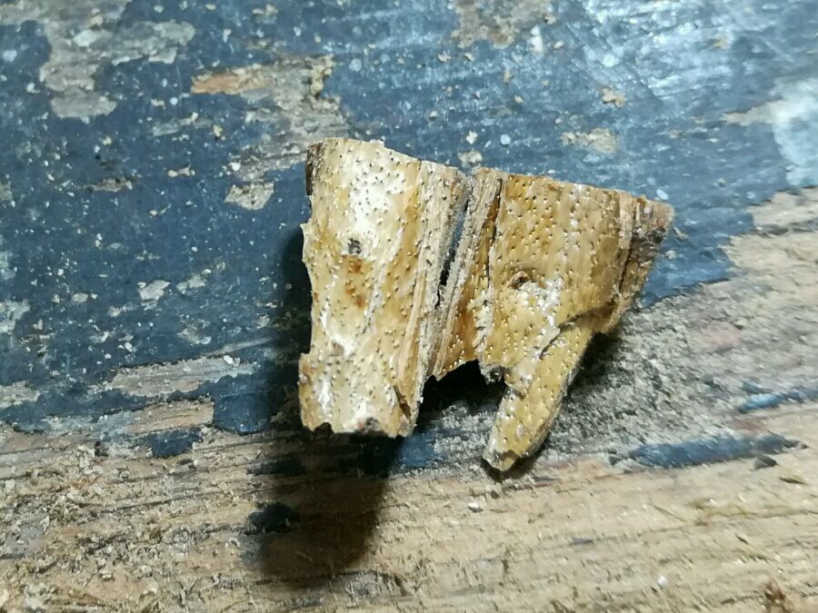 金丝柳海柳烟嘴,海柳金丝柳烟嘴图片