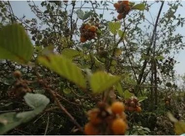 身边常见草药图片及价格,身边最常见的中草药图片大全