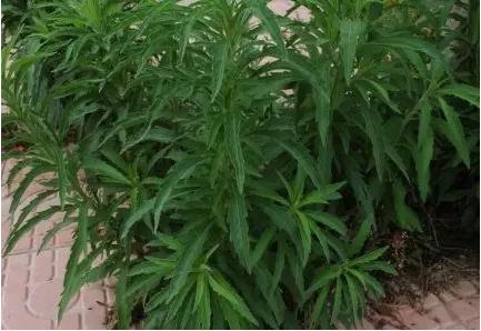 身边常见草药图片及价格,身边最常见的中草药图片大全