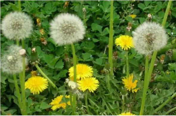 身边常见草药图片及价格,身边最常见的中草药图片大全