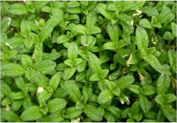 身边常见草药图片及价格,身边最常见的中草药图片大全