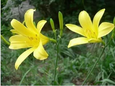 身边常见草药图片及价格,身边最常见的中草药图片大全