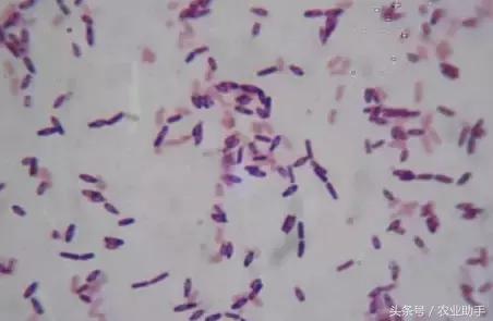 枯草芽孢杆菌能浇花吗,枯草芽孢杆菌生产方法