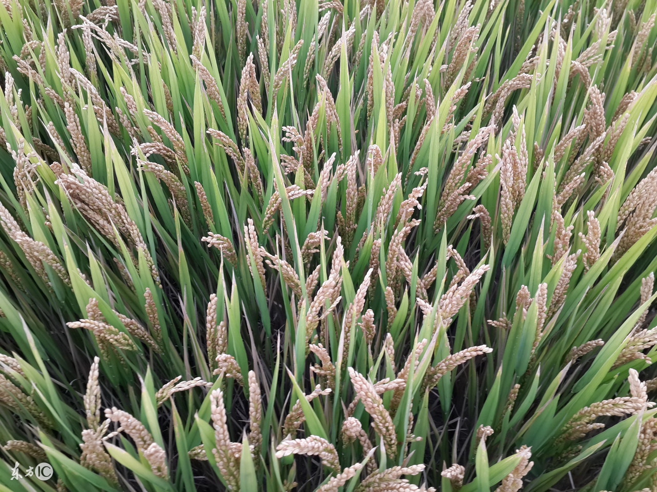 水稻白穗粒怎么处理,水稻黑穗用什么药防治