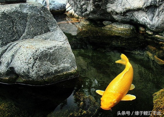 如何用中草药驱虫,如何正确使用驱虫药