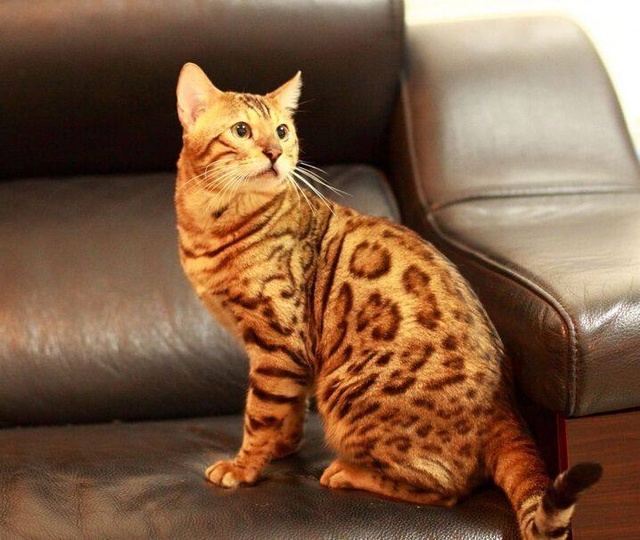 猫的品种哪个最便宜,猫的种类和价格排序