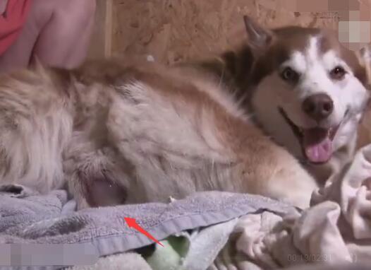 哈士奇从幼崽长大成大狗需要多久,哈士奇与各种狗生的崽