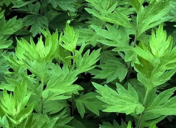 每天晚上艾草艾叶泡脚坚持2个月,用艾草泡脚半年身体什么变化