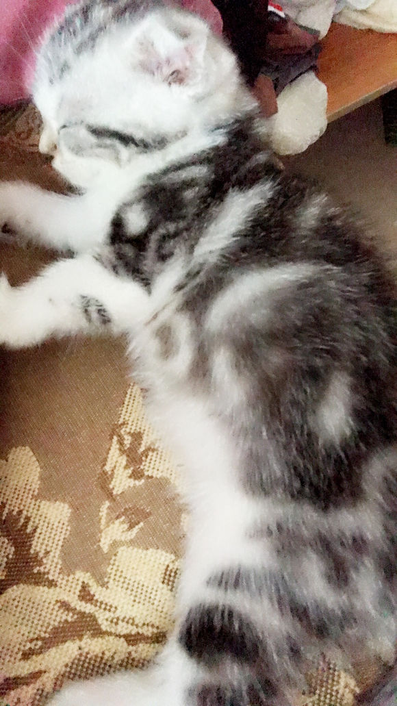 去猫舍，2800入手一只英短猫，喂养一周后，我们的噩梦开始了！