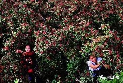 中国陕西韩城花椒之乡 (陕西韩城大红袍花椒之乡)