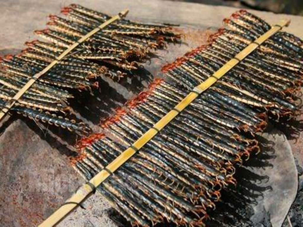 农民增收好点子,捕捉蜈蚣挣钱,被咬后自找草药医治,月入千元