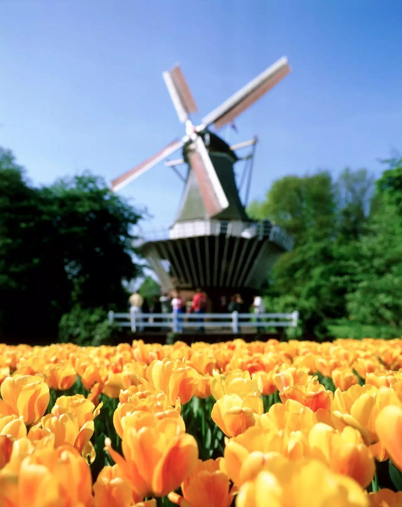 荷兰现在能不能去,什么时候不能去荷兰