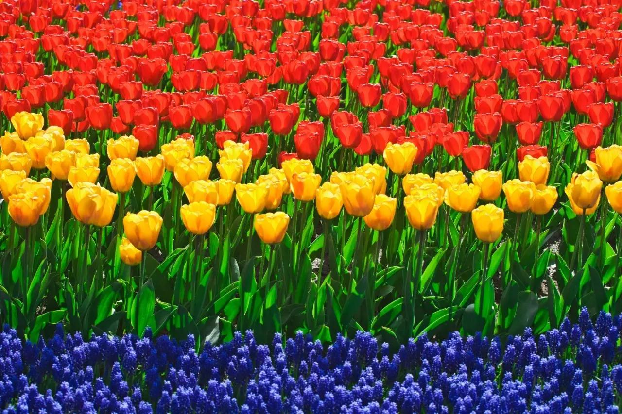 荷兰现在能不能去,什么时候不能去荷兰