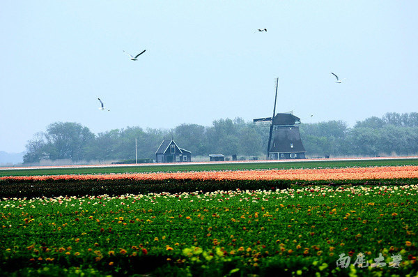 荷兰现在能不能去,什么时候不能去荷兰