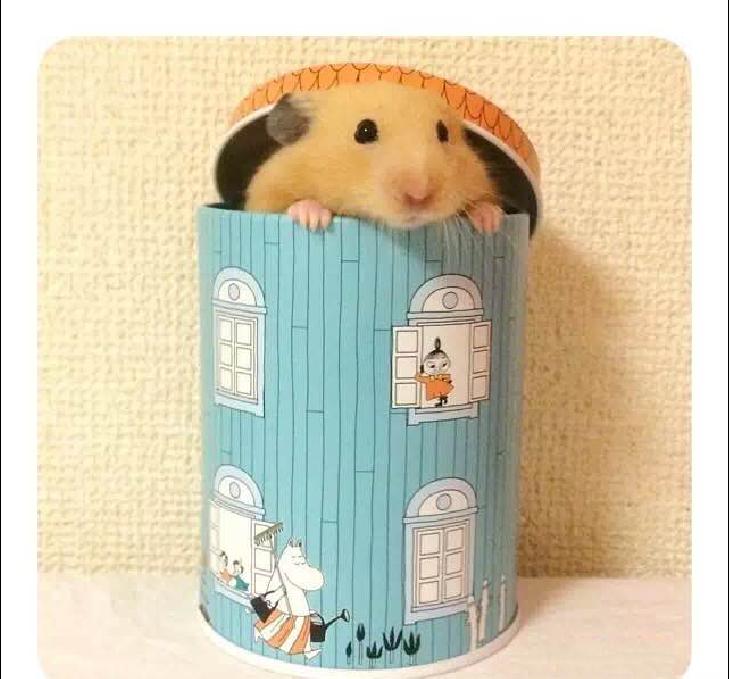 小仓鼠幼鼠可以吃什么,仓鼠幼鼠最爱吃什么