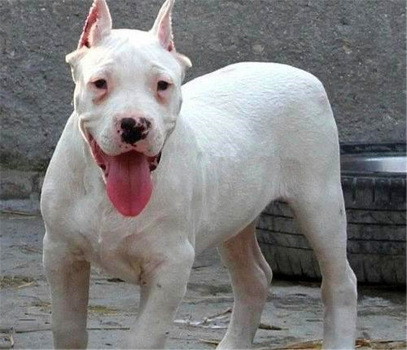 养杜高犬的技巧,杜高犬小时候该怎么养