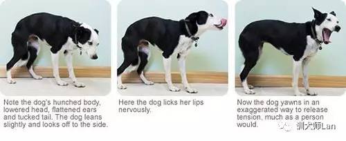 狗狗怕细菌多怎么办,怎样帮助狗狗克服恐惧心理