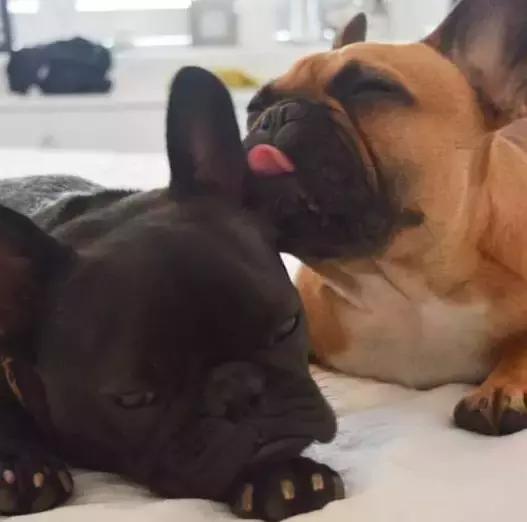 斗牛犬产前征兆,法国斗牛犬小崽平胸怎么预防