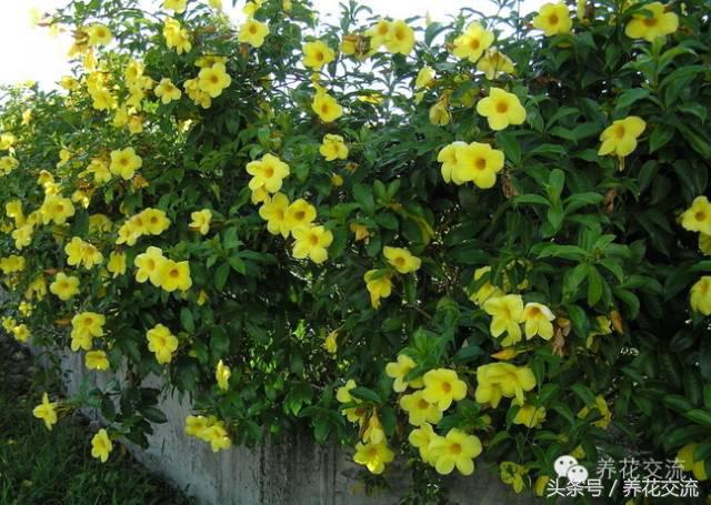 一个爱养花的家庭,一个爱花的院子