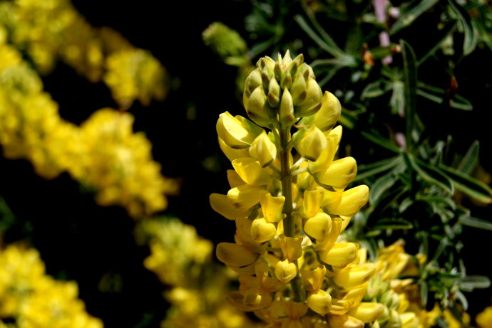 大色尔，加州绝美一号公路最精华