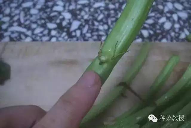 阳台种菜的土没有营养了怎么办,种子种菜阳台教程