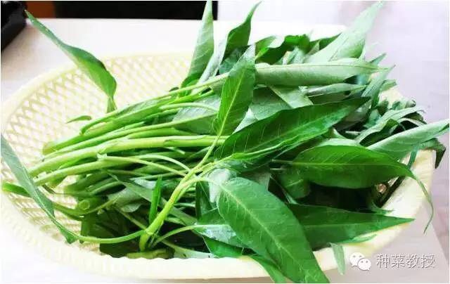 阳台种菜的土没有营养了怎么办,种子种菜阳台教程