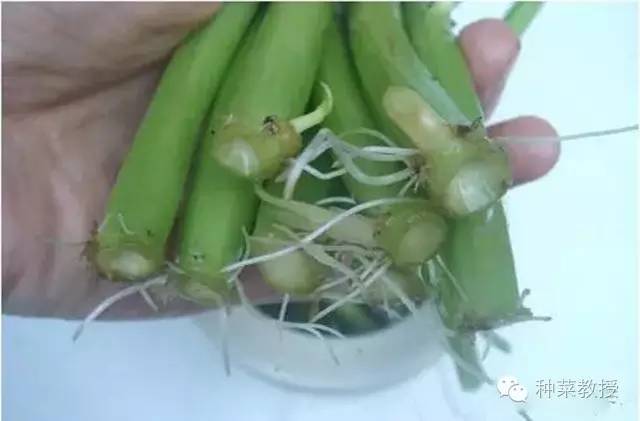 阳台种菜的土没有营养了怎么办,种子种菜阳台教程