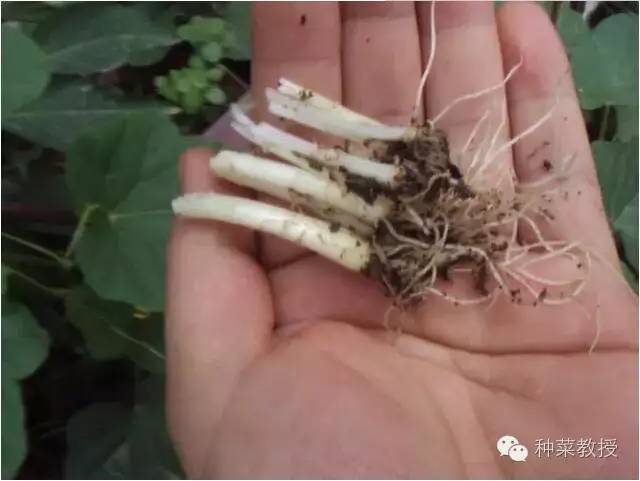 阳台种菜的土没有营养了怎么办,种子种菜阳台教程