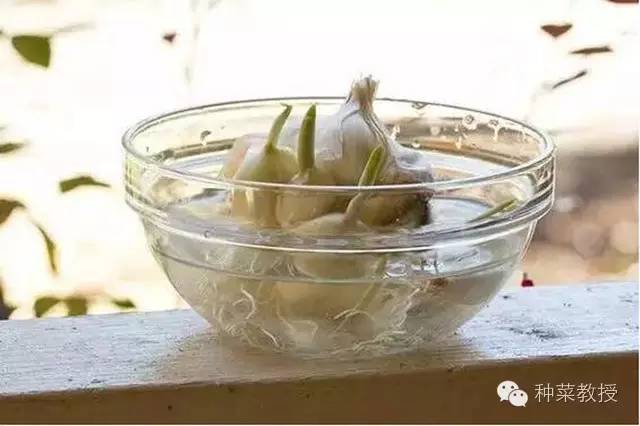 阳台种菜的土没有营养了怎么办,种子种菜阳台教程