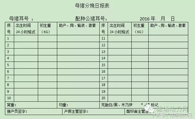 母猪分娩期的管理,接产期间减少母猪死胎的对策