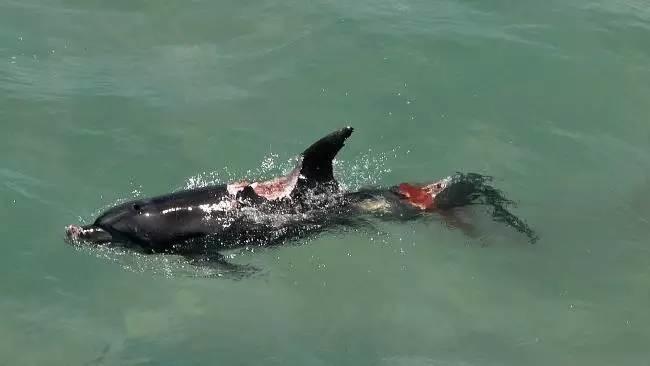 虎鲸和海豚打得赢鲨鱼吗,巨齿鲨打得过巨型虎鲸吗