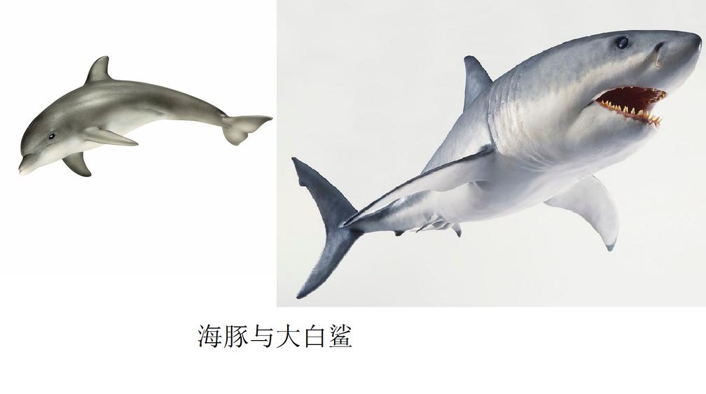 虎鲸和海豚打得赢鲨鱼吗,巨齿鲨打得过巨型虎鲸吗
