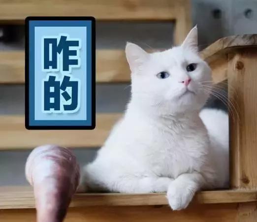 成都人重庆人区别图,成都人重庆人被怼不同反映