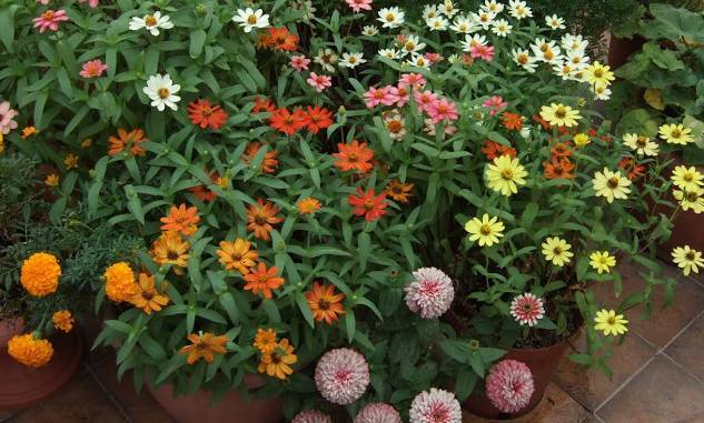 夏天必种花期长的草花,耐阴又好养的四季开花的草花