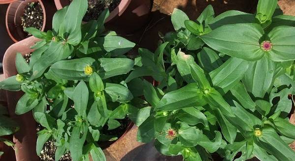 夏天必种花期长的草花,耐阴又好养的四季开花的草花