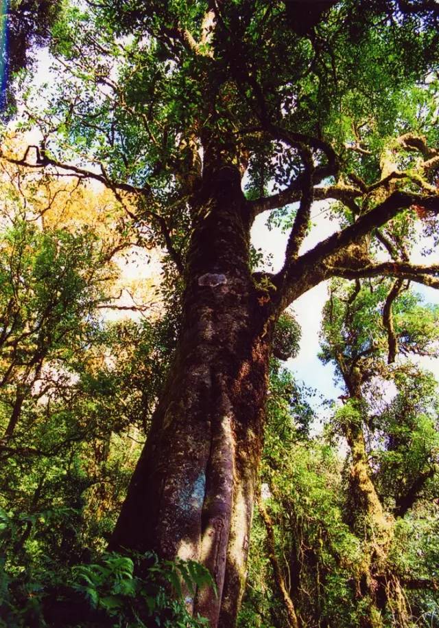 扶贫云南茶,云南茶叶今日热点