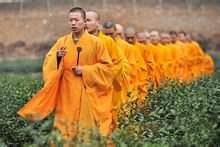 禅茶什么样的,禅茶什么味道最灵性