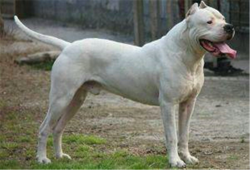 养杜高犬的技巧,杜高犬小时候该怎么养