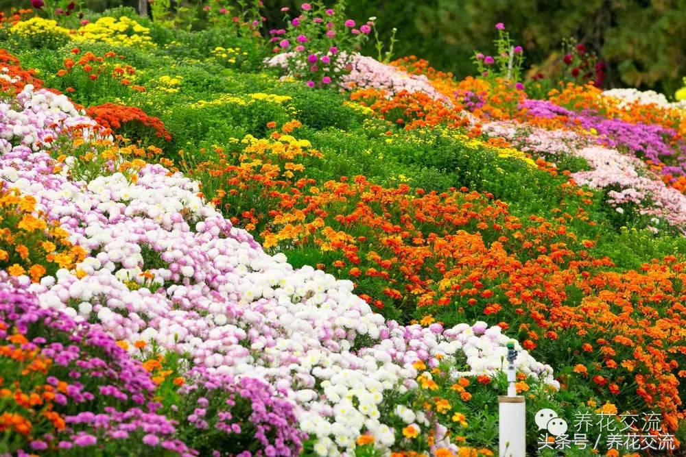 一个爱养花的家庭,一个爱花的院子