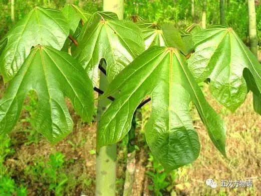 真正的梧桐树有梧桐果吗,真正的梧桐长什么样