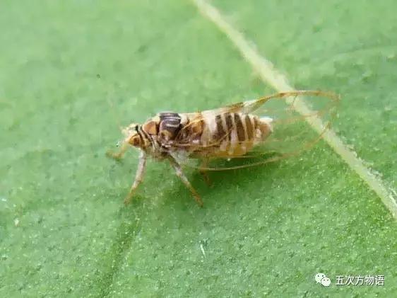 真正的梧桐树有梧桐果吗,真正的梧桐长什么样