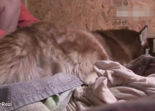 哈士奇从幼崽长大成大狗需要多久,哈士奇与各种狗生的崽