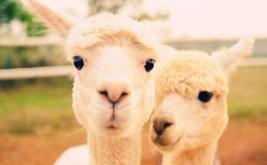 秘鲁神兽来袭，能给你的绝不只是表情包