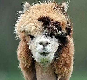 秘鲁神兽来袭，能给你的绝不只是表情包