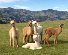 秘鲁神兽来袭，能给你的绝不只是表情包